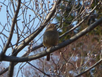 Daurian Redstart 沼田公園(群馬県) Sat, 4/2/2022