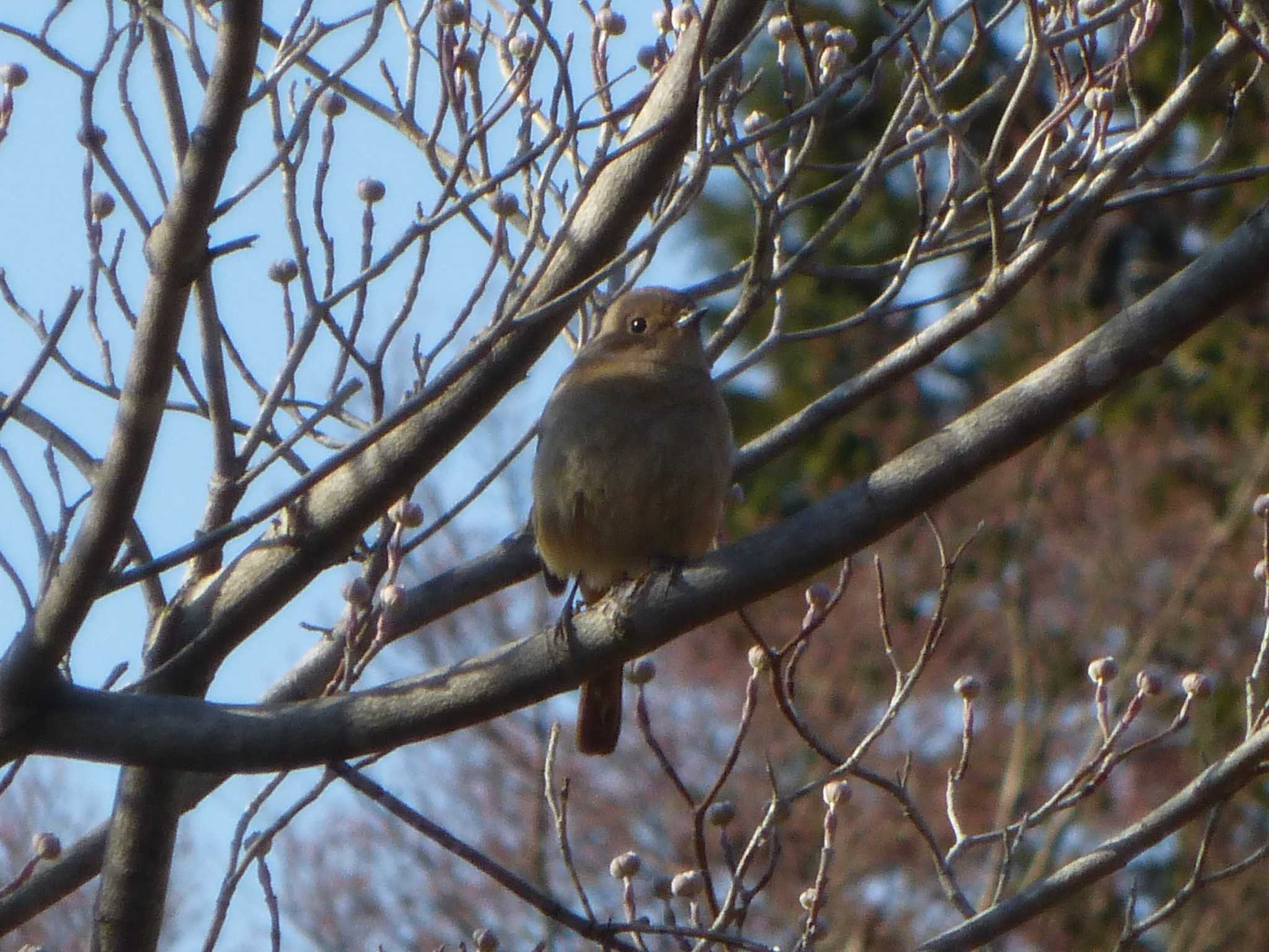 沼田公園(群馬県) ジョウビタキの写真 by Kamoshirenai