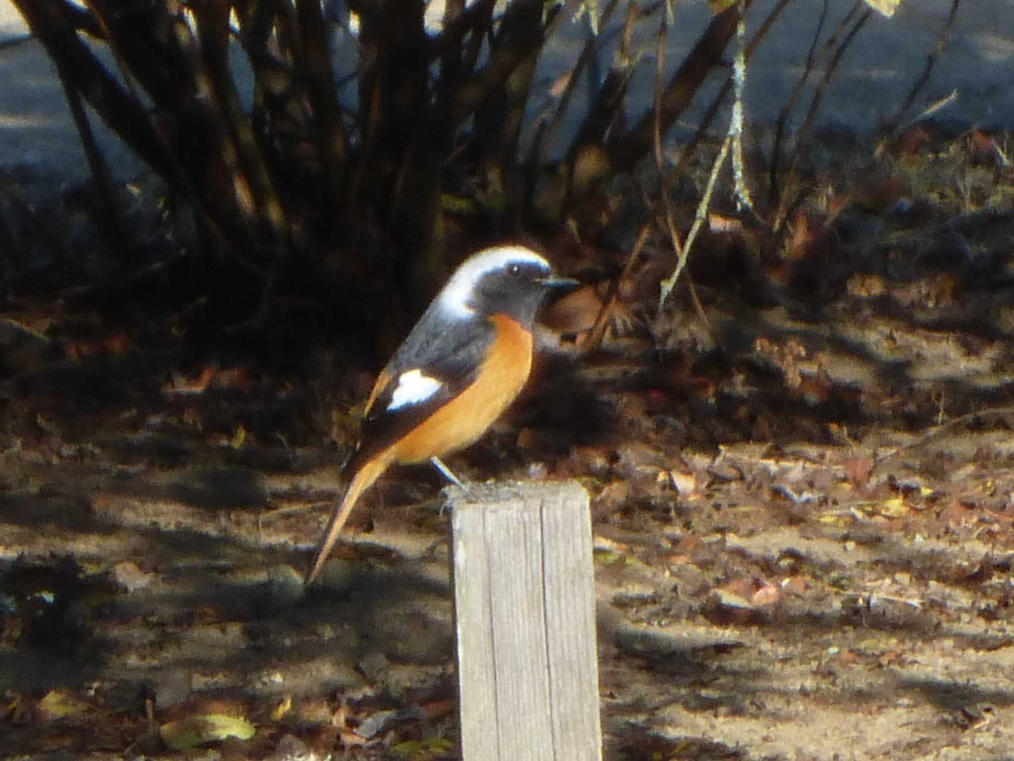 Daurian Redstart