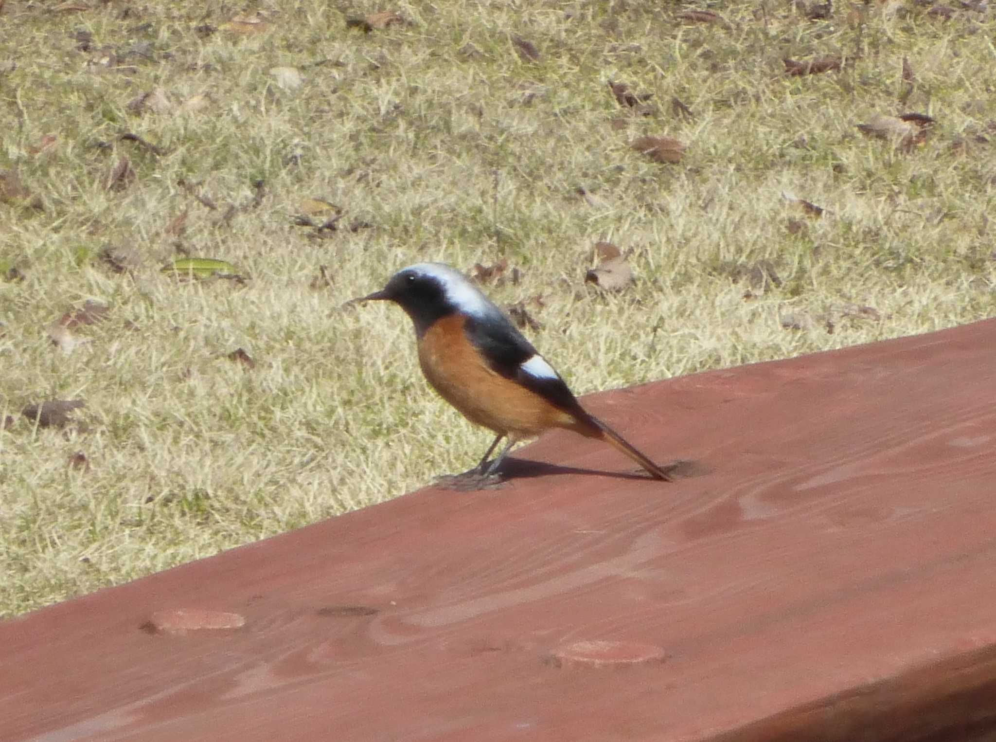 Photo of Daurian Redstart at 沼田公園(群馬県) by Kamoshirenai