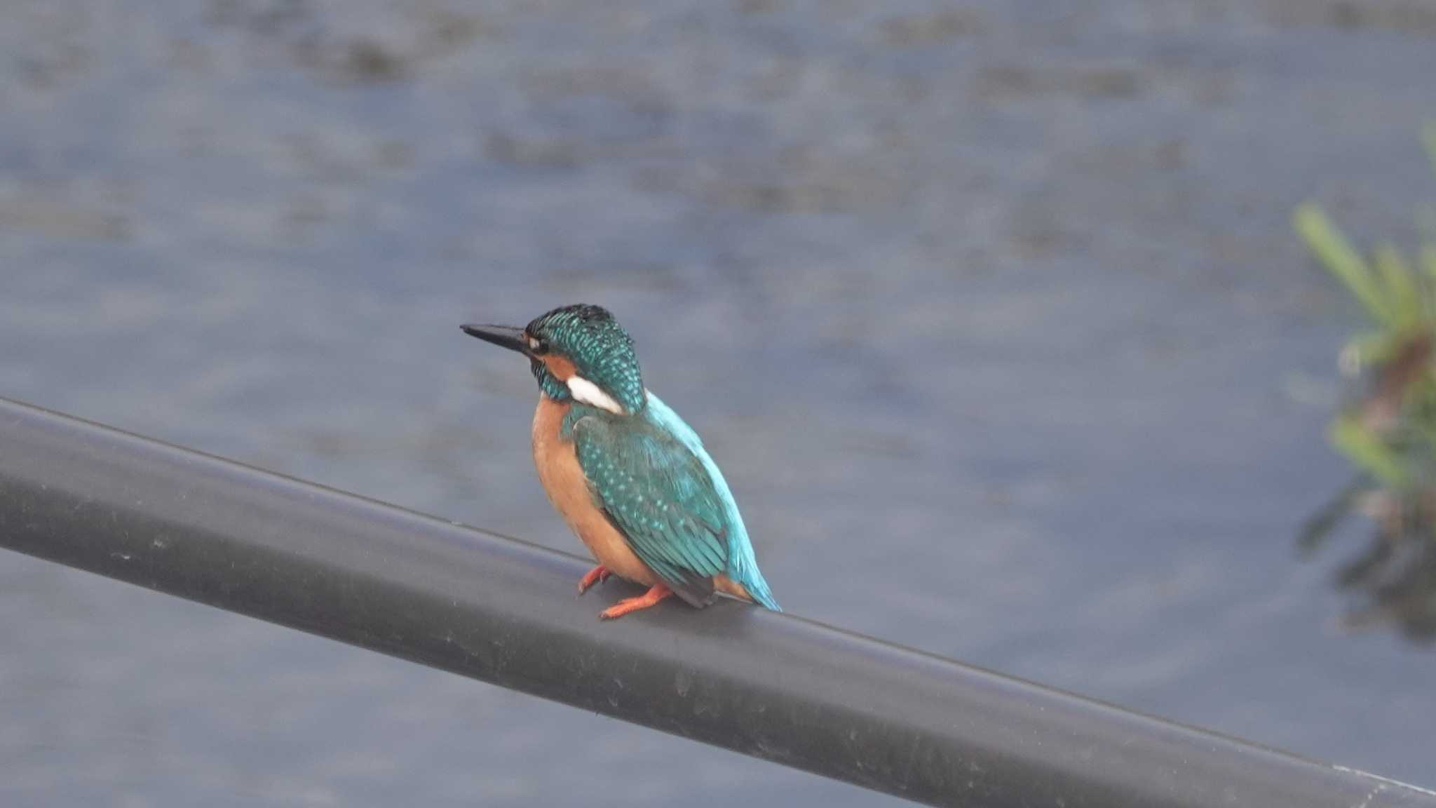 柏尾川 カワセミの写真