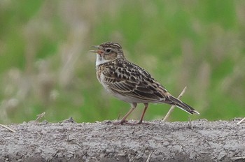 Eurasian Skylark Fukushimagata Mon, 4/18/2022