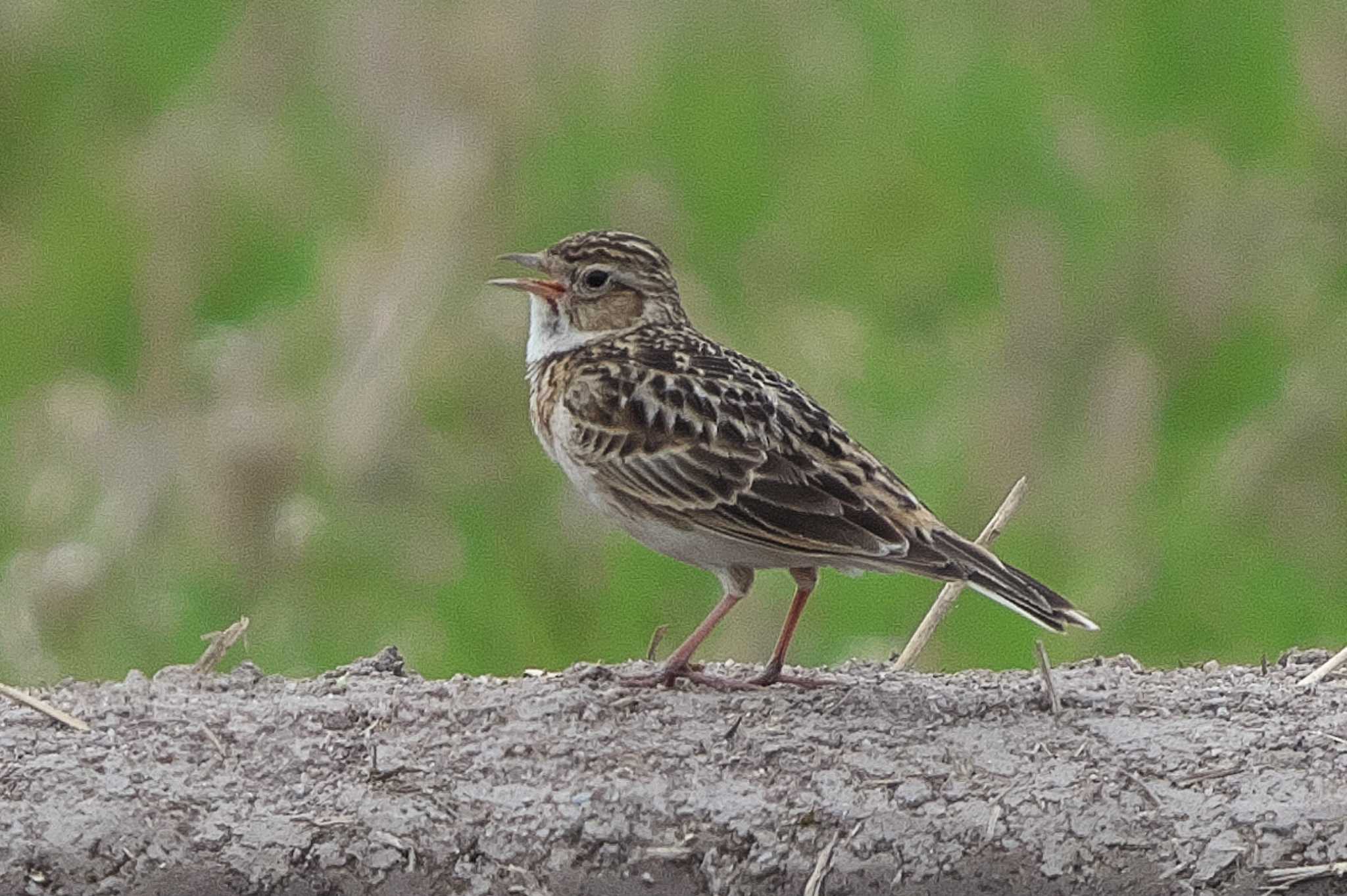 Eurasian Skylark