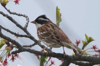 Rustic Bunting Fukushimagata Mon, 4/18/2022