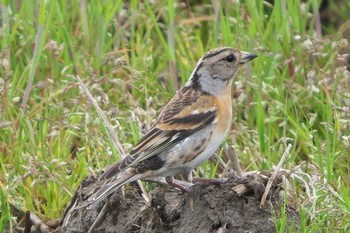 Brambling Fukushimagata Mon, 4/18/2022