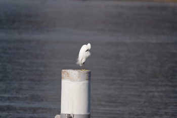 コサギ 大津湖岸なぎさ公園 2017年11月21日(火)