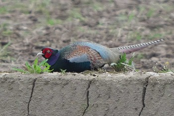 Green Pheasant Fukushimagata Mon, 4/18/2022