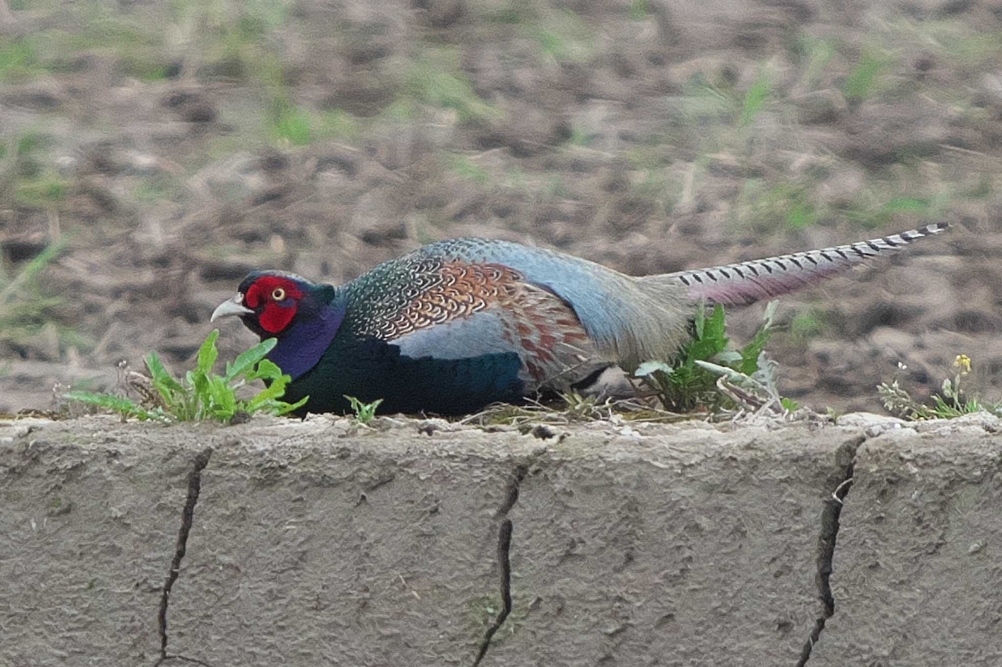 Photo of Green Pheasant at Fukushimagata by Y. Watanabe