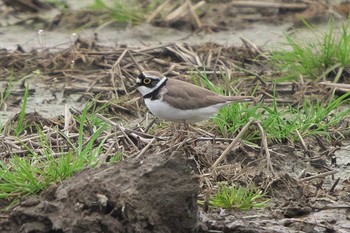 Little Ringed Plover Fukushimagata Mon, 4/18/2022