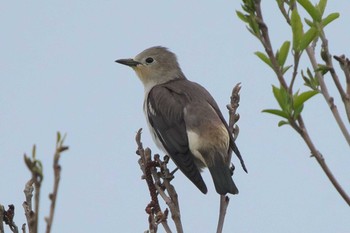 Chestnut-cheeked Starling Fukushimagata Mon, 4/18/2022