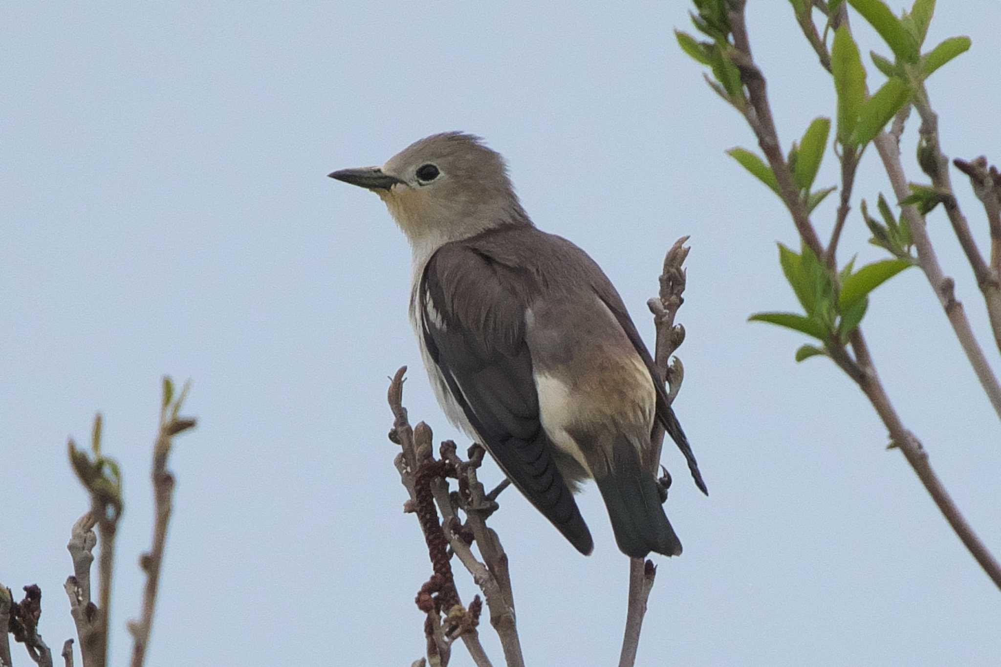 Chestnut-cheeked Starling