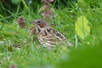 Chestnut-eared Bunting Fukushimagata Mon, 4/18/2022