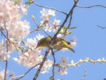 Warbling White-eye 沼田公園(群馬県) Sun, 4/10/2022