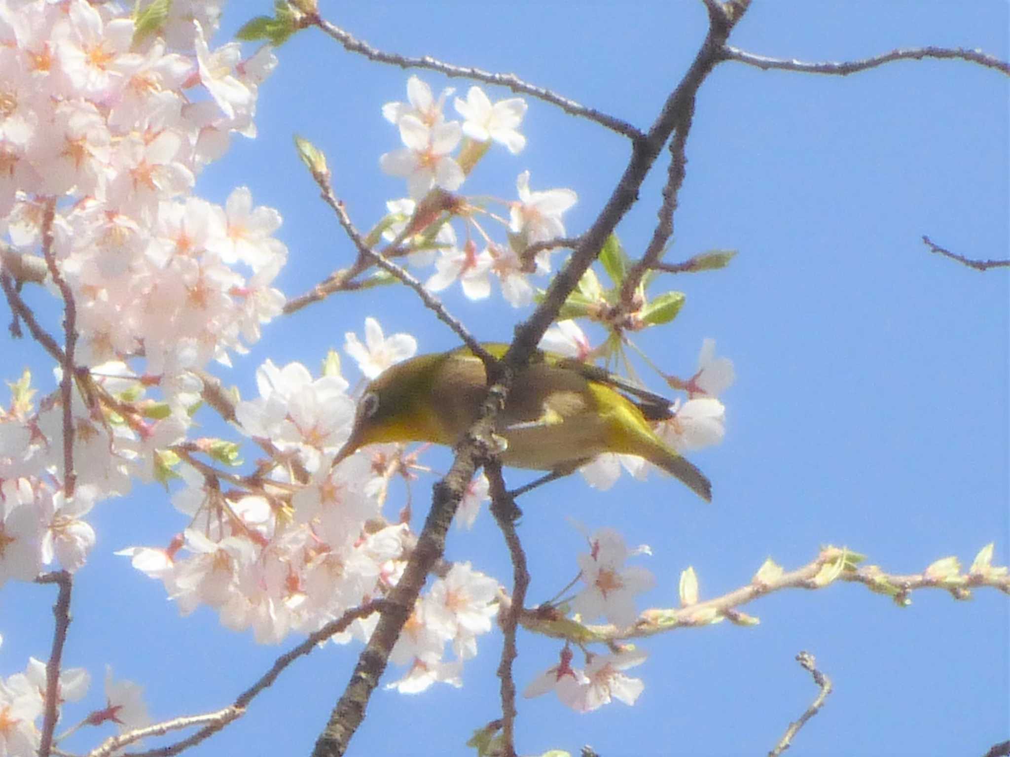 Warbling White-eye