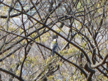 Japanese Tit 沼田公園(群馬県) Sun, 4/10/2022