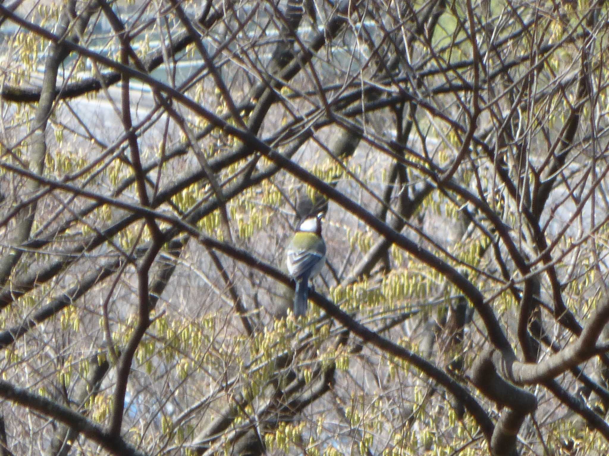 Japanese Tit