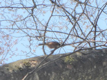 Varied Tit 沼田公園(群馬県) Sun, 4/10/2022