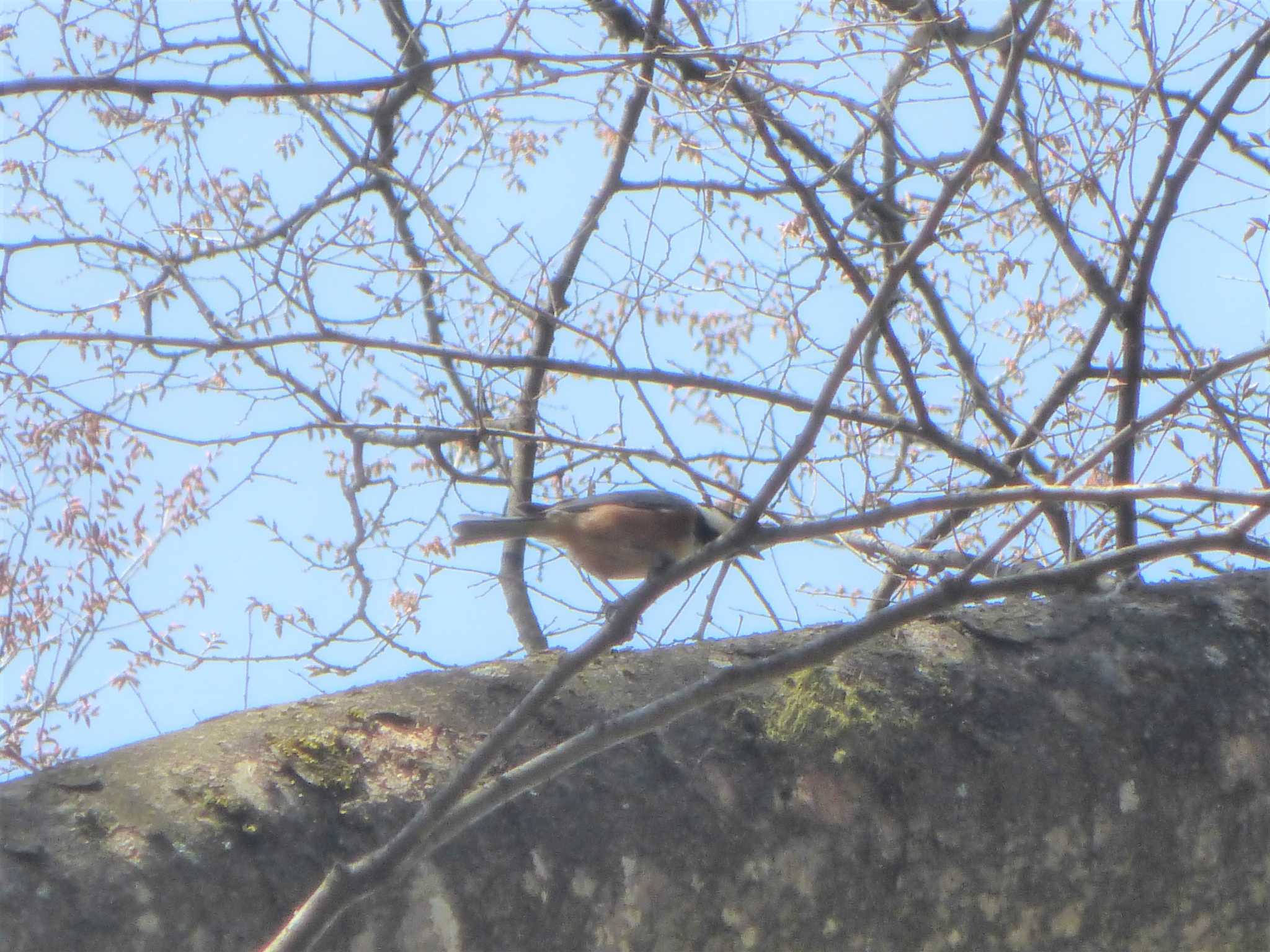 Photo of Varied Tit at 沼田公園(群馬県) by Kamoshirenai