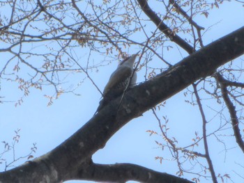 2022年4月10日(日) 沼田公園(群馬県)の野鳥観察記録