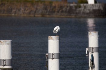 コサギ 大津湖岸なぎさ公園 2017年11月21日(火)