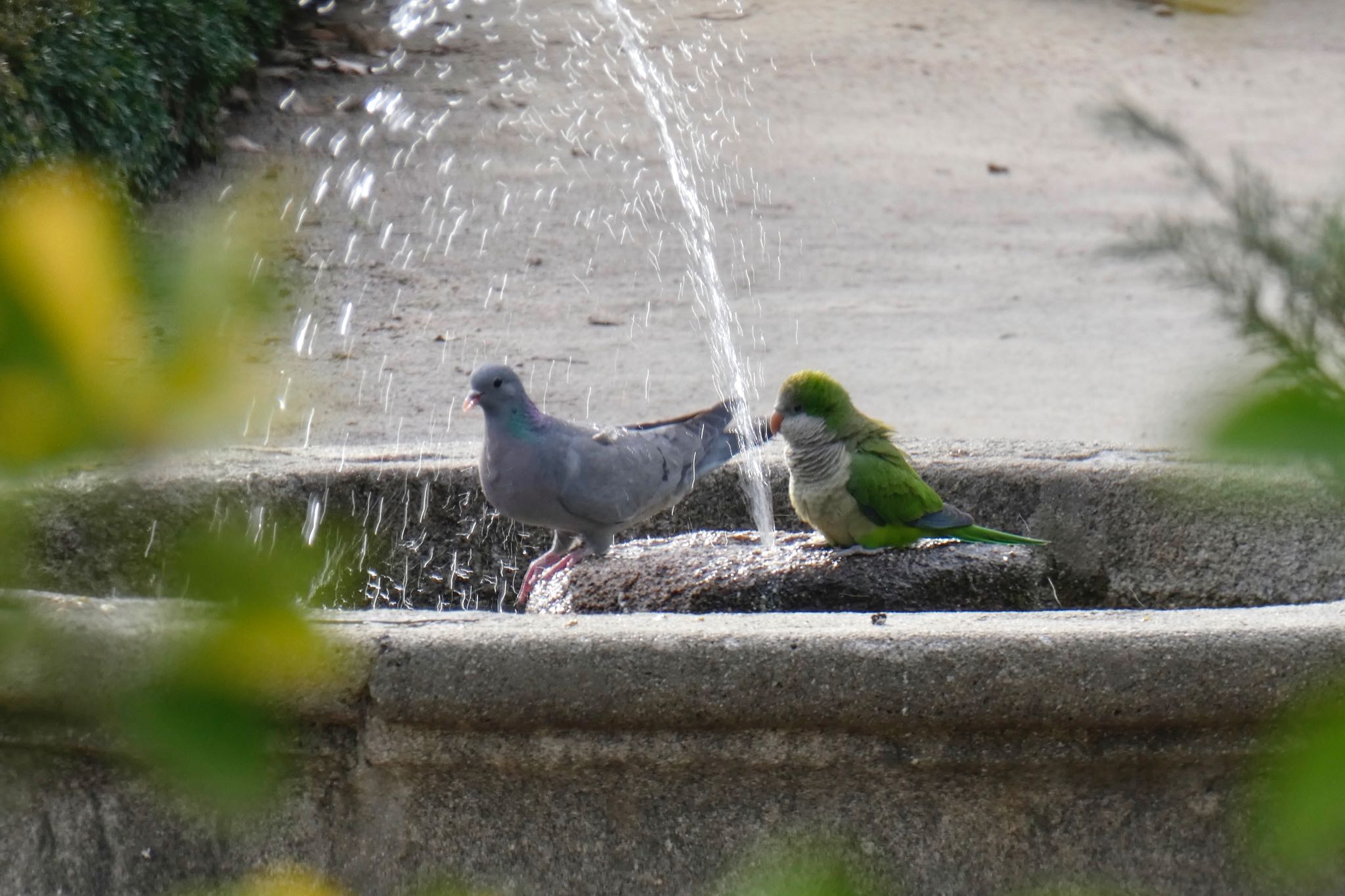 Madrid,Spain ヒメモリバトの写真