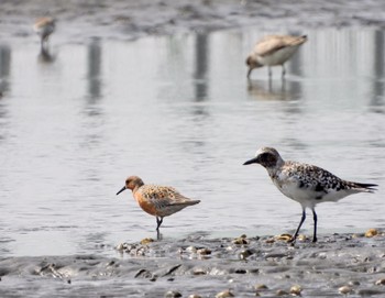 2022年4月19日(火) ふなばし三番瀬海浜公園の野鳥観察記録