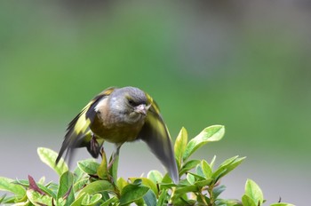 Grey-capped Greenfinch 静岡県 大池(磐田市) Mon, 3/21/2022