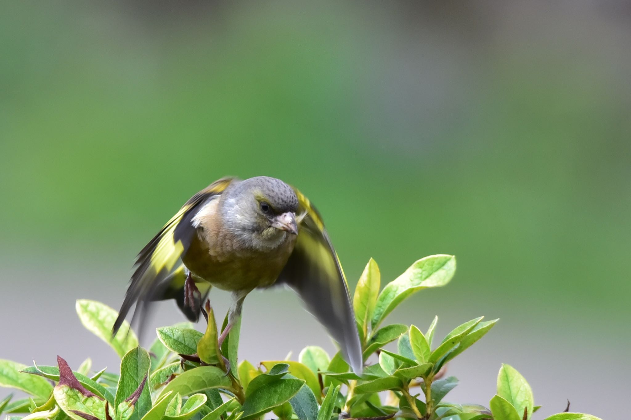 Photo of Grey-capped Greenfinch at 静岡県 大池(磐田市) by Taka Eri