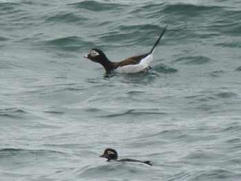 Long-tailed Duck 根室地方 別海町 野付半島 Sat, 4/16/2022