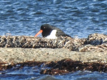 2022年4月16日(土) 根室地方 別海町 野付半島の野鳥観察記録