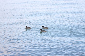 オオバン 大津湖岸なぎさ公園 2017年11月21日(火)