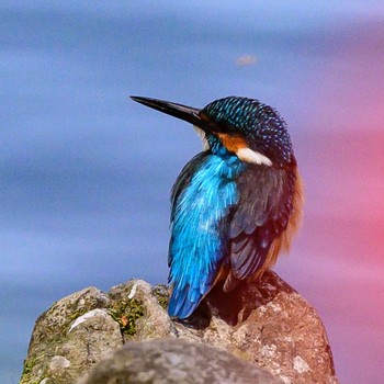 Common Kingfisher 泉の森公園 Sat, 4/9/2022