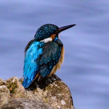 Common Kingfisher 泉の森公園 Sat, 4/9/2022