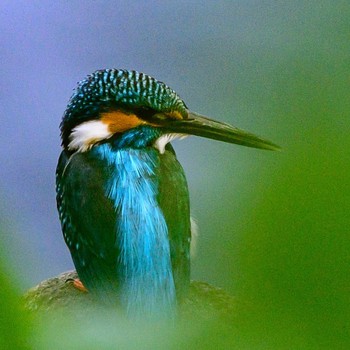 Common Kingfisher 泉の森公園 Sat, 4/9/2022
