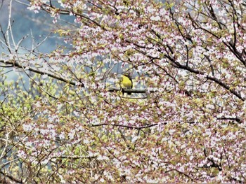 2022年4月19日(火) 箱根の野鳥観察記録