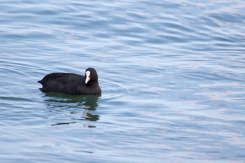 オオバン 大津湖岸なぎさ公園 2017年11月21日(火)