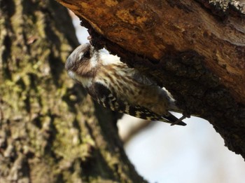 Japanese Pygmy Woodpecker 長瀞町 Wed, 3/24/2021