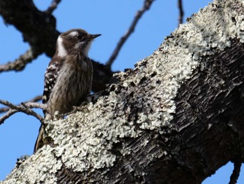 Japanese Pygmy Woodpecker 皆野町 Tue, 4/5/2022