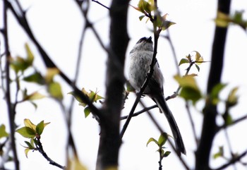 Tue, 4/19/2022 Birding report at 菅刈公園、西郷山公園