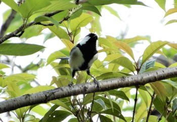 シジュウカラ 菅刈公園、西郷山公園 2022年4月19日(火)