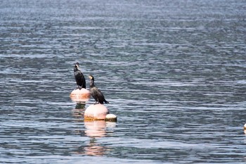 カワウ 大津湖岸なぎさ公園 2017年11月21日(火)