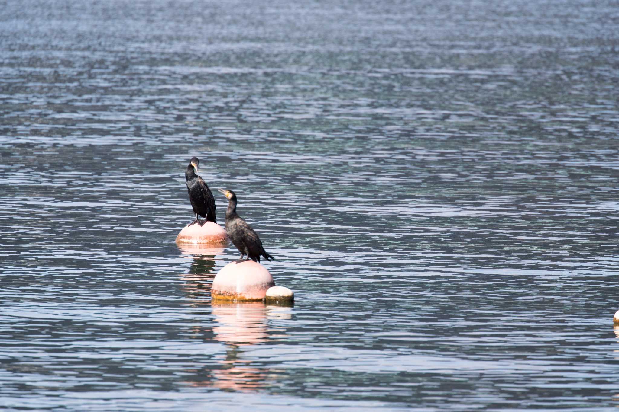 大津湖岸なぎさ公園 カワウの写真 by C君