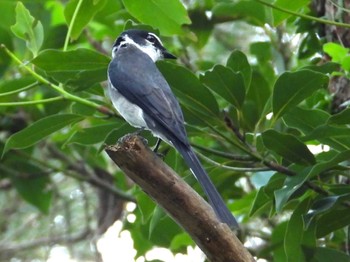 Ashy Minivet 恩納村 Fri, 4/8/2022