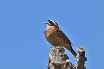 Meadow Bunting 羽生水郷公園 Sat, 4/16/2022