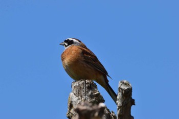 Meadow Bunting 羽生水郷公園 Sat, 4/16/2022