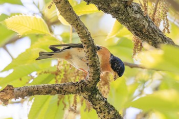 Brambling リトルワールド Tue, 4/19/2022