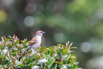 Eurasian Tree Sparrow リトルワールド Tue, 4/19/2022