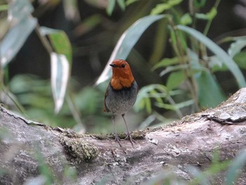 Japanese Robin Akigase Park Mon, 4/18/2022