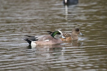 アメリカヒドリ 水元公園 2017年11月20日(月)