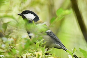 シジュウカラ 駒沢オリンピック公園 2022年4月20日(水)